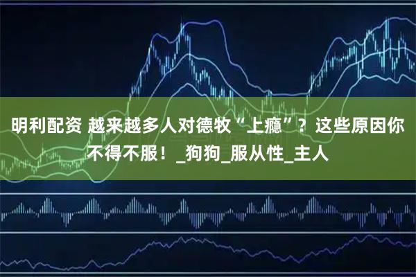 明利配资 越来越多人对德牧“上瘾”？这些原因你不得不服！_狗狗_服从性_主人